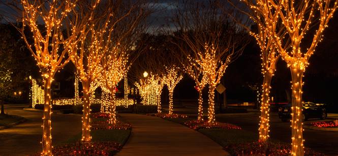 Winter Garden